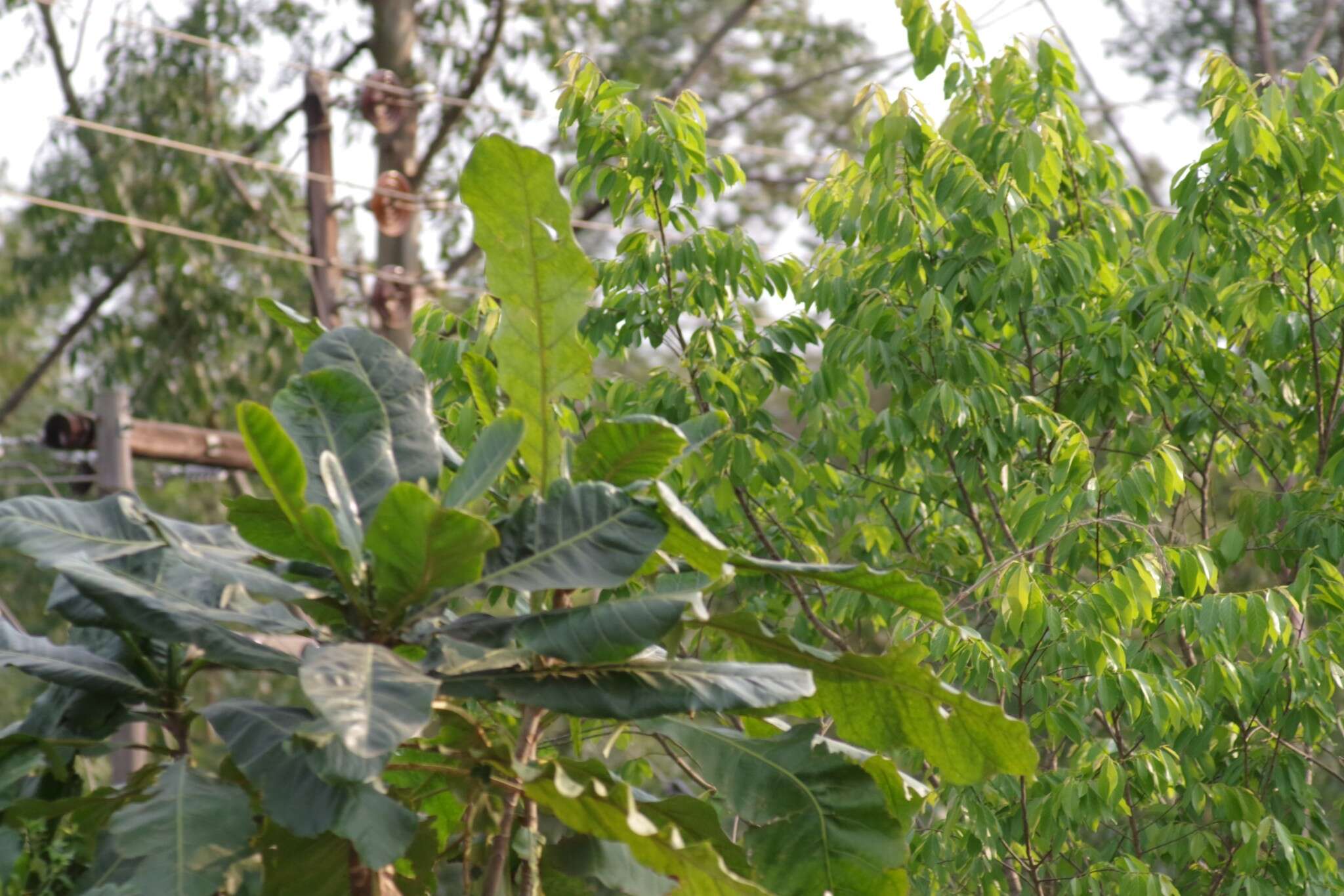 Image de Anthocleista grandiflora Gilg