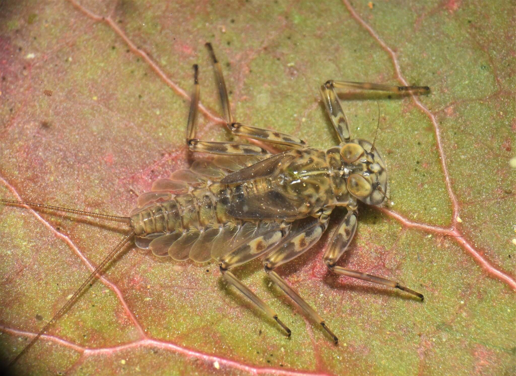 Sivun Epeorus pleuralis (Banks 1910) kuva