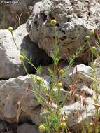 Image of Cota nigellifolia (Boiss.) Alv. Fern. & Vitales