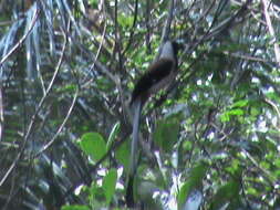 Image of White-bellied Treepie