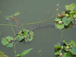 Image de Tête de serpent tachetée