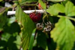 Image of Raspberry