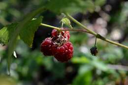 Image of Raspberry