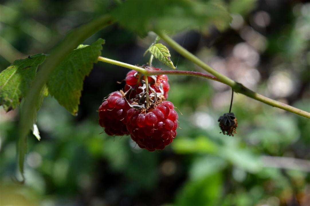 Image of Raspberry