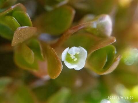 Image of Montia fontana subsp. fontana