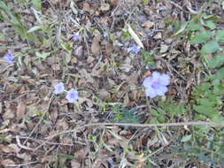 Plancia ëd Ruellia erythropus (Nees) Lindau