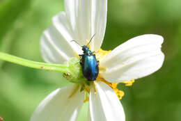 Image of Lebia (Lebia) viridis Say 1823