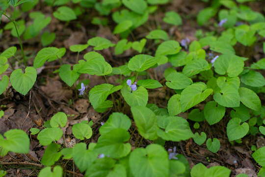 Image of Selkirk's violet