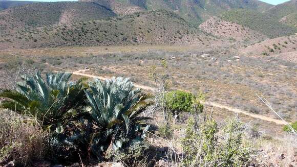 Image of Karoo cycad