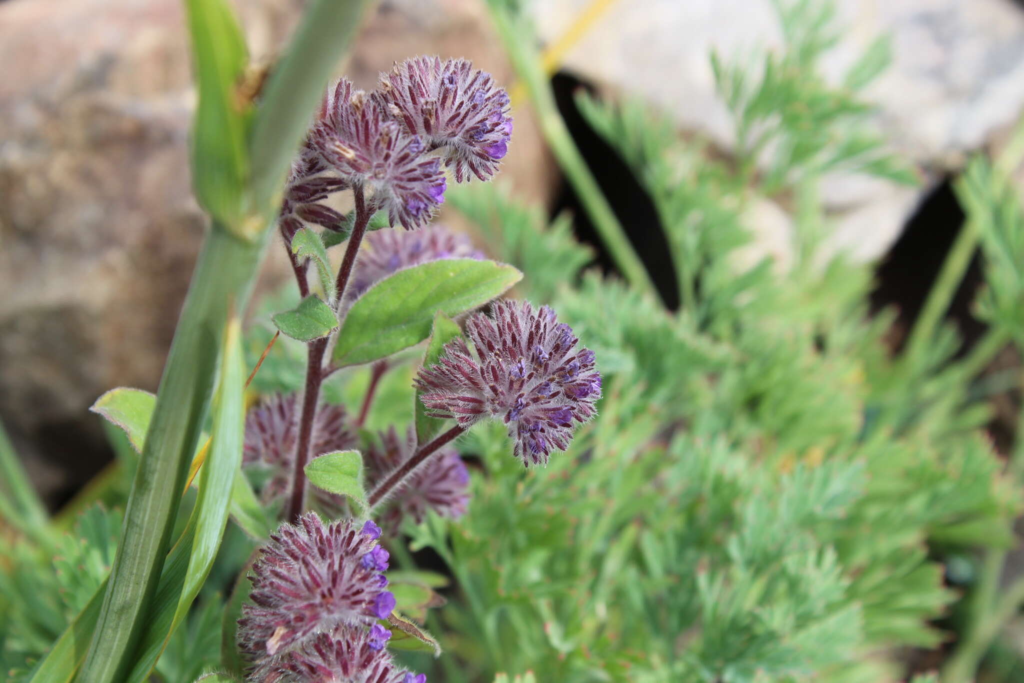 Image of Phacelia brachyantha Benth.