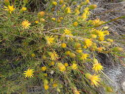 صورة Pteronia cederbergensis A. Bello, Magee & Boatwr.