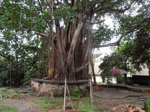 Image of Para rubber tree