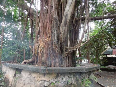 Image of Para rubber tree