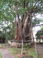 Image of Para rubber tree