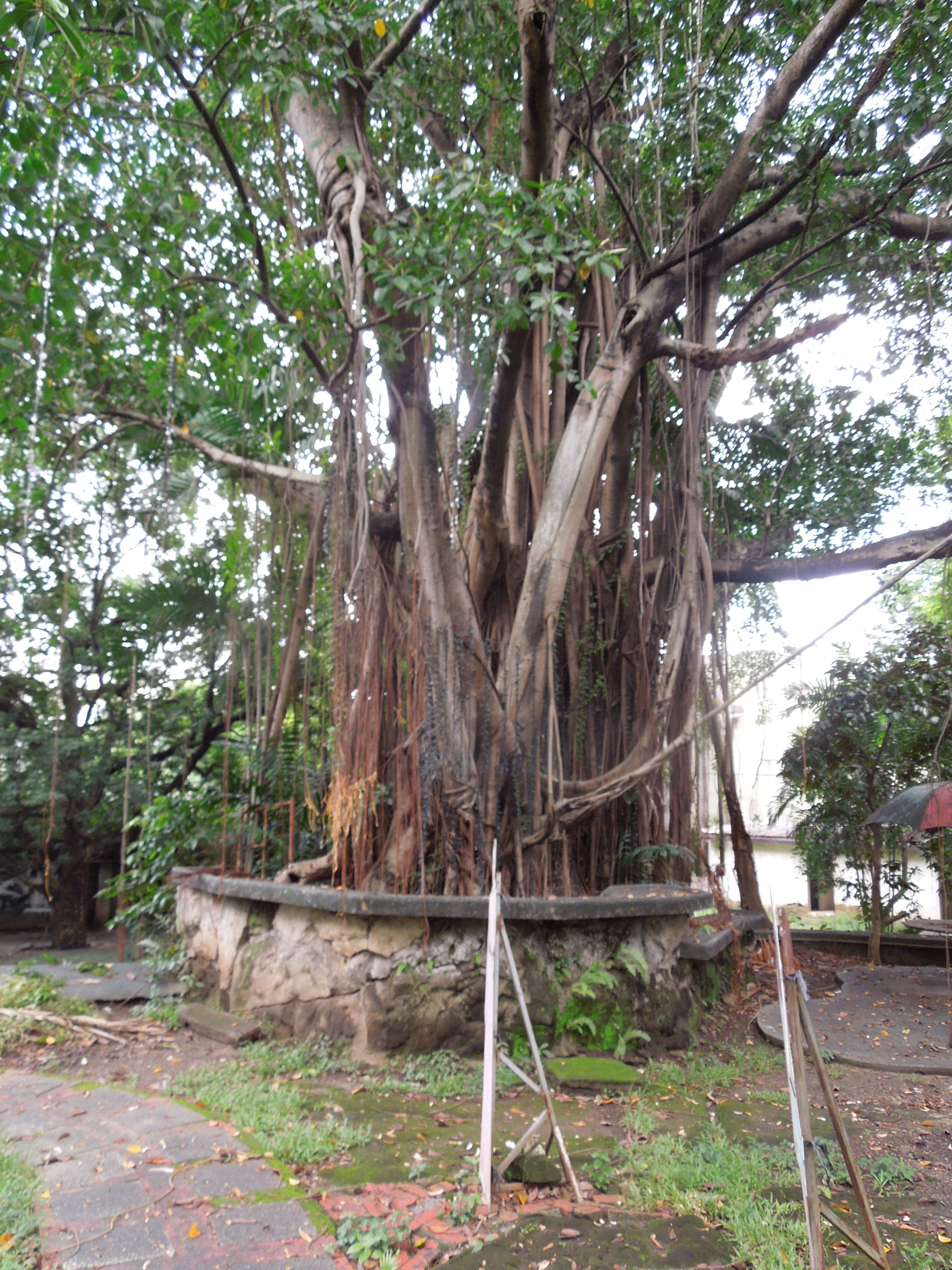 Image of Para rubber tree