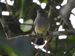 Image of Amazonian Scrub Flycatcher