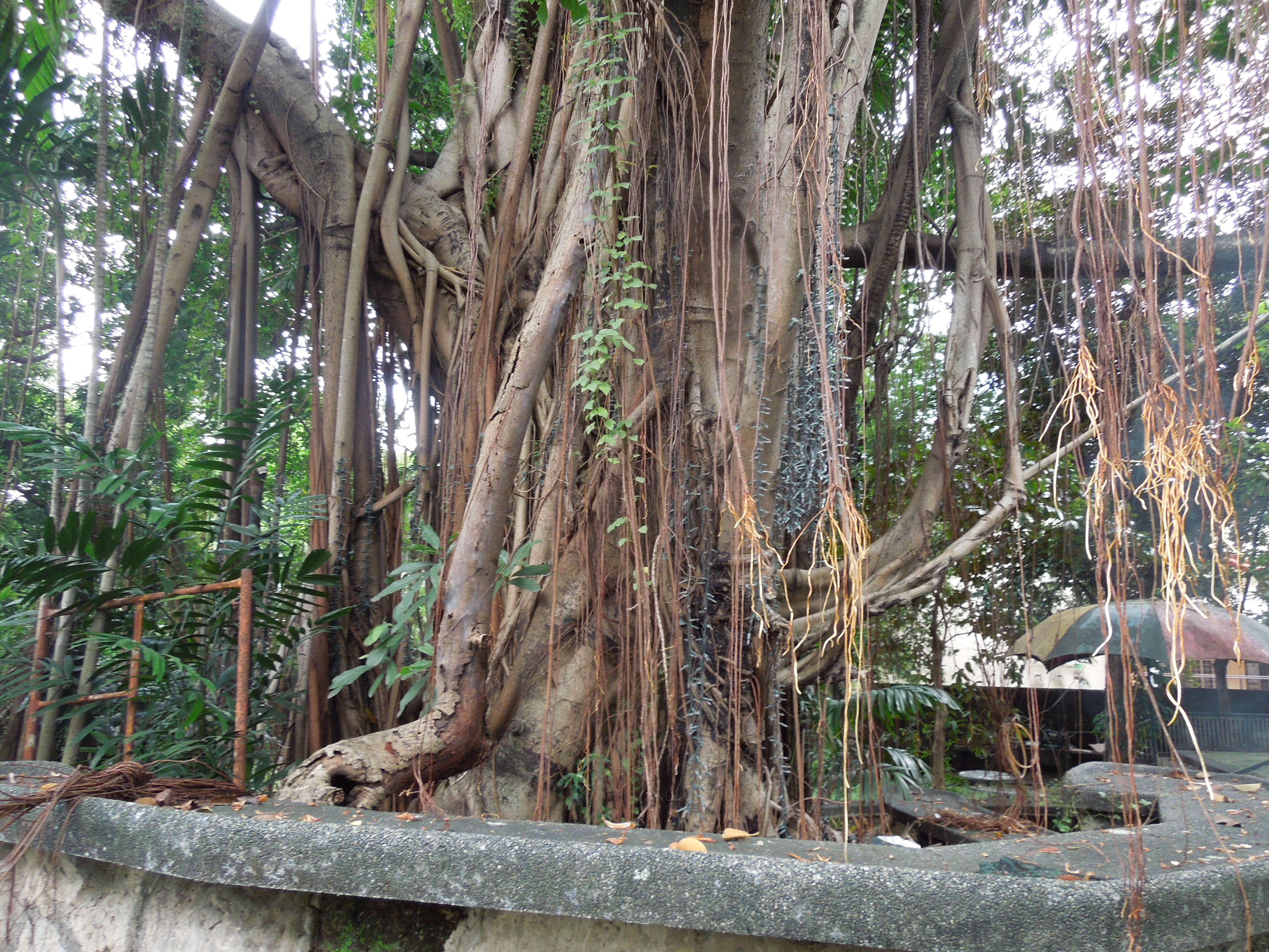 Image of Para rubber tree