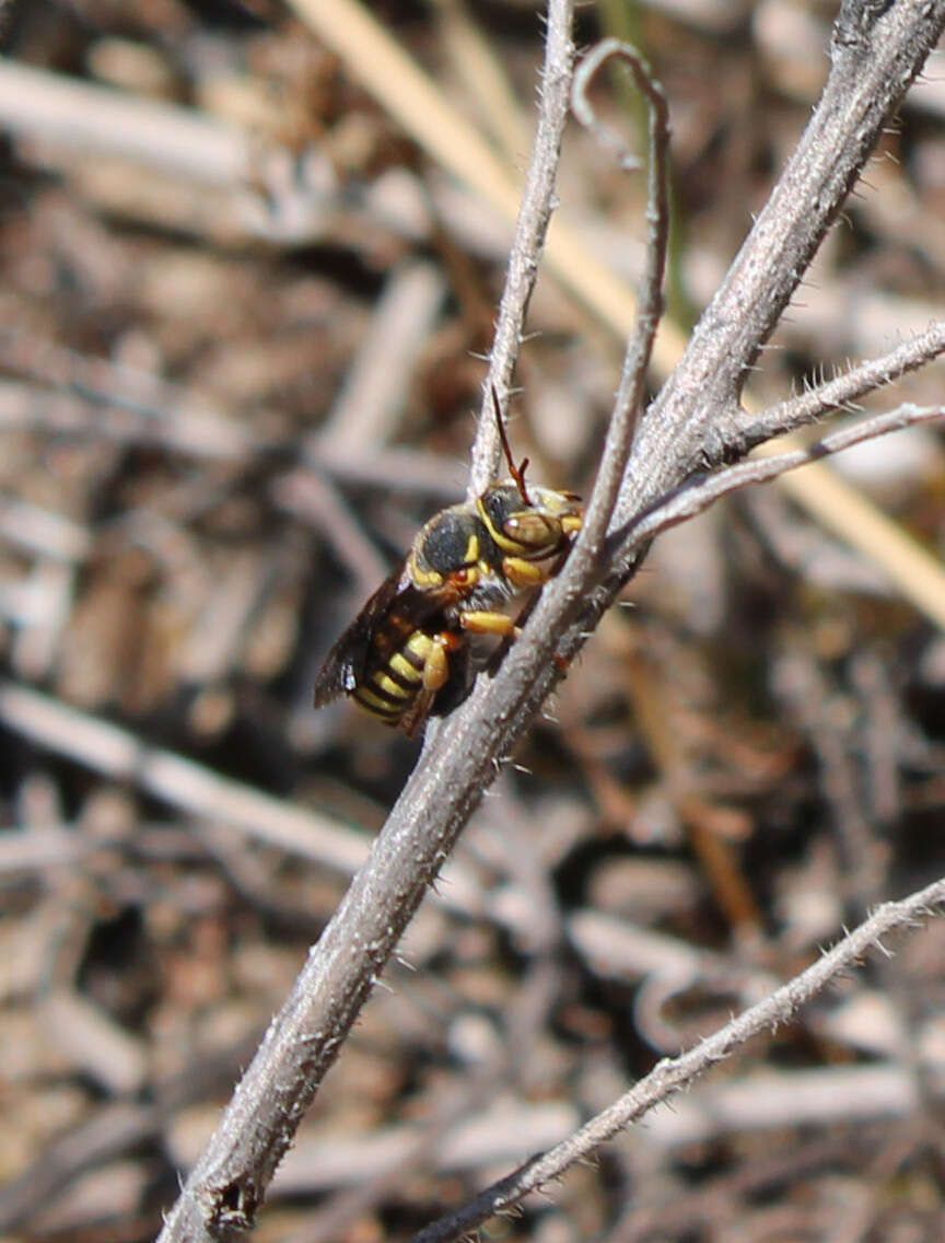 Imagem de Rhodanthidium infuscatum (Erichson 1835)