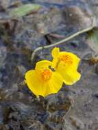 Image of Bladderwort