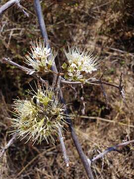 Imagem de Combretum mossambicense (Klotzsch) Engl.