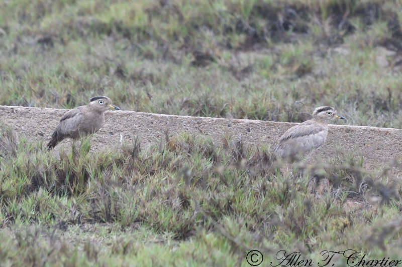 Image of Peruvian Thick-knee