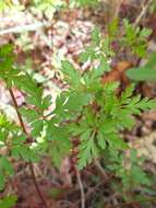 Image of Geranium purpureum Vill.