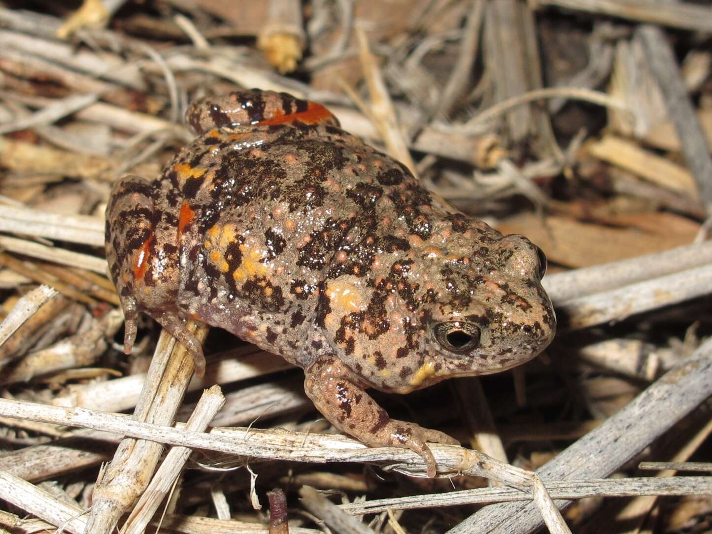 Image of Small-headed Toadlet
