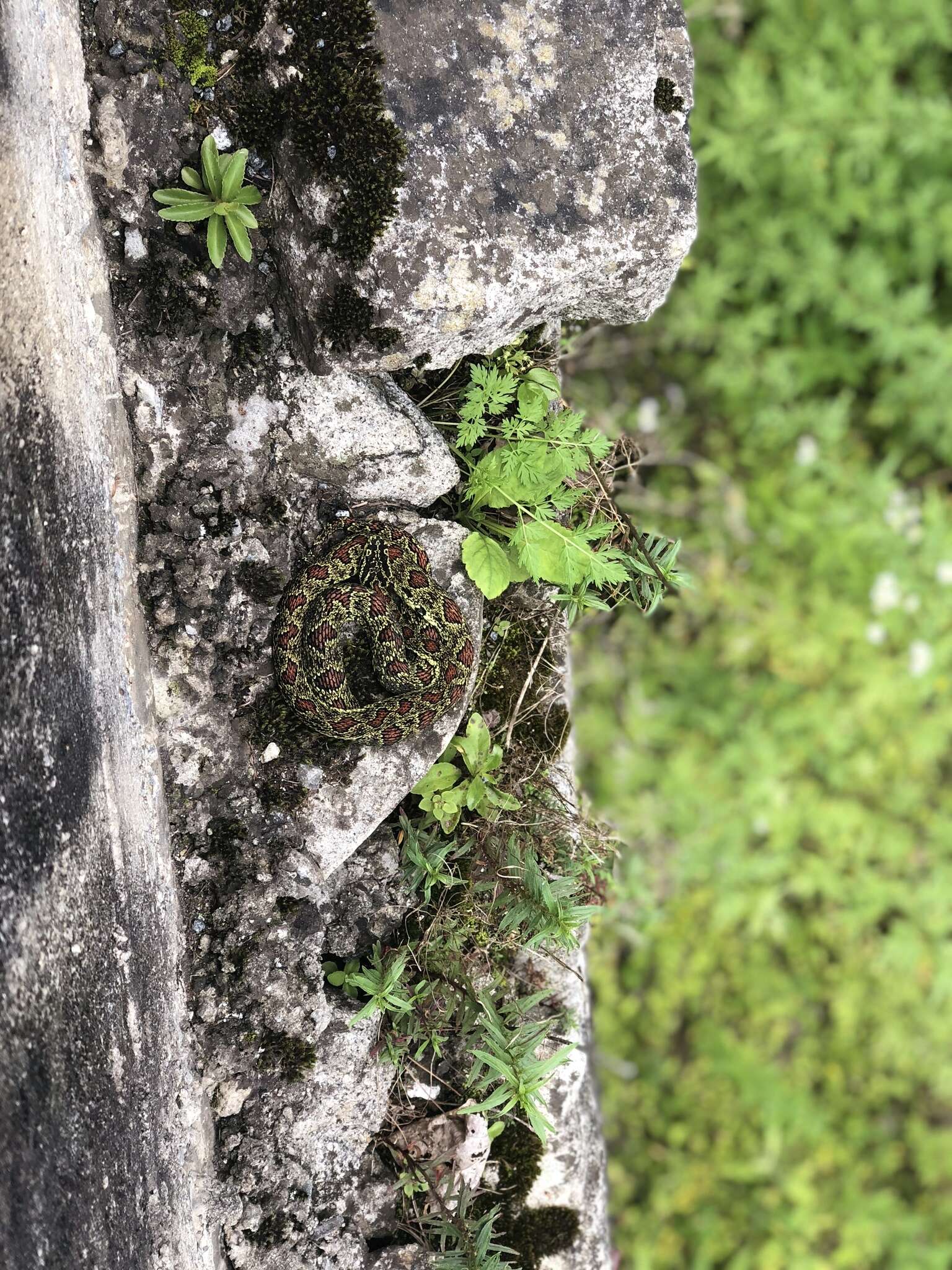 Image of Jerdon's Pitviper