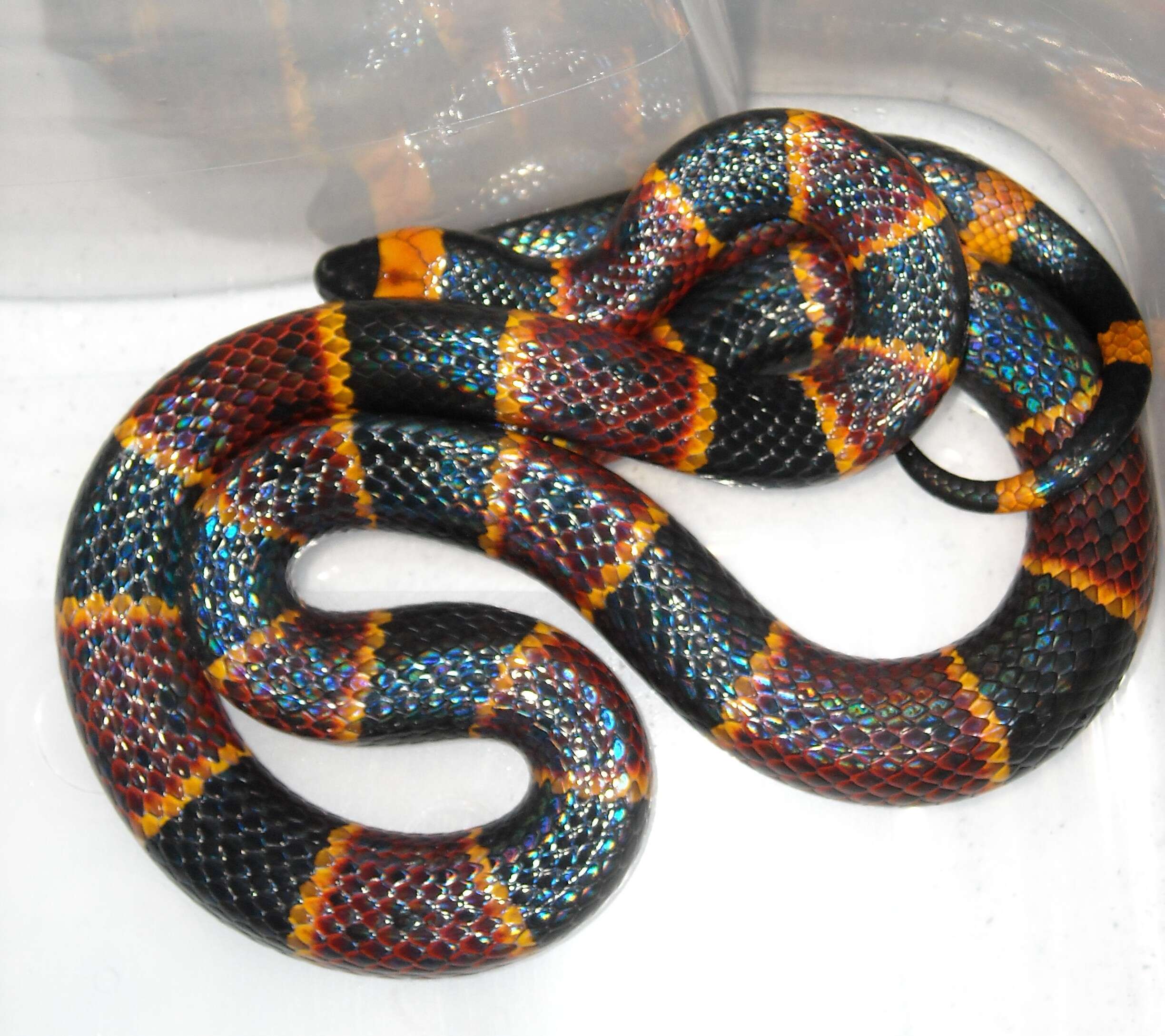 Image of Eastern Coral Snake