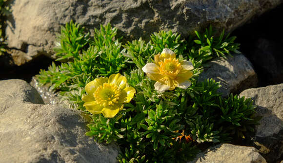 Image of Ranunculus sericophyllus Hook. fil.