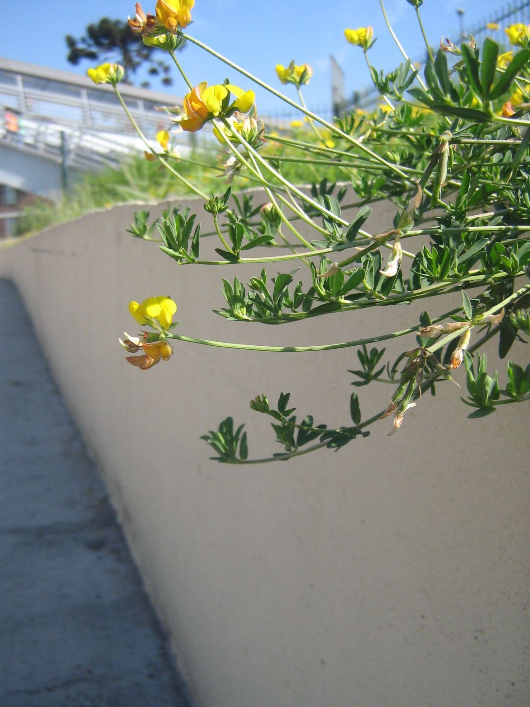 Imagem de Lotus corniculatus L.