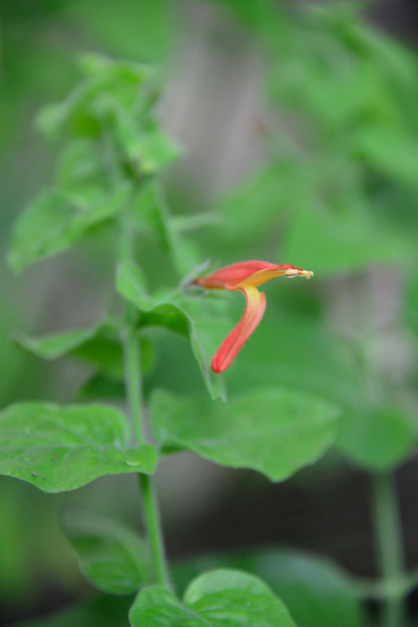 Justicia purpusii (Brandeg.) D. N. Gibson resmi