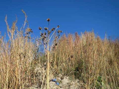 Imagem de Chenopodium album L.