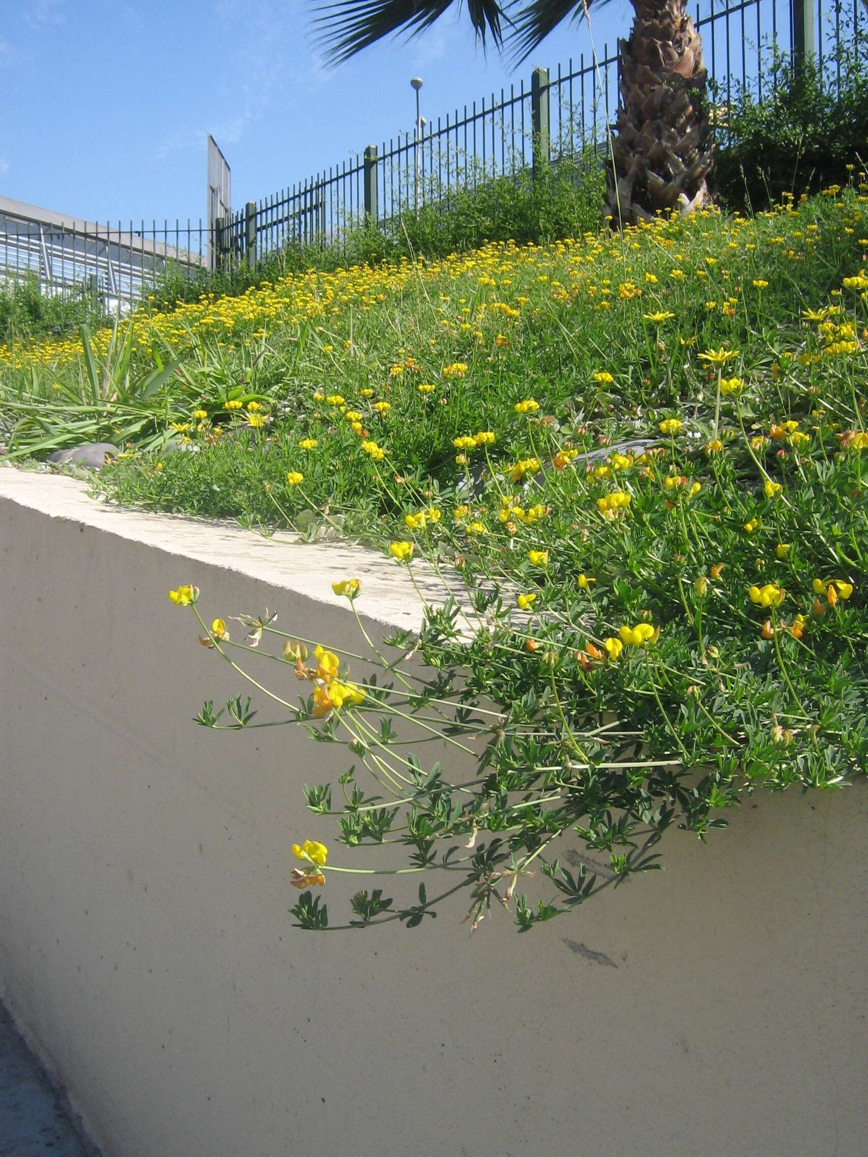 Image of Common Bird's-foot-trefoil