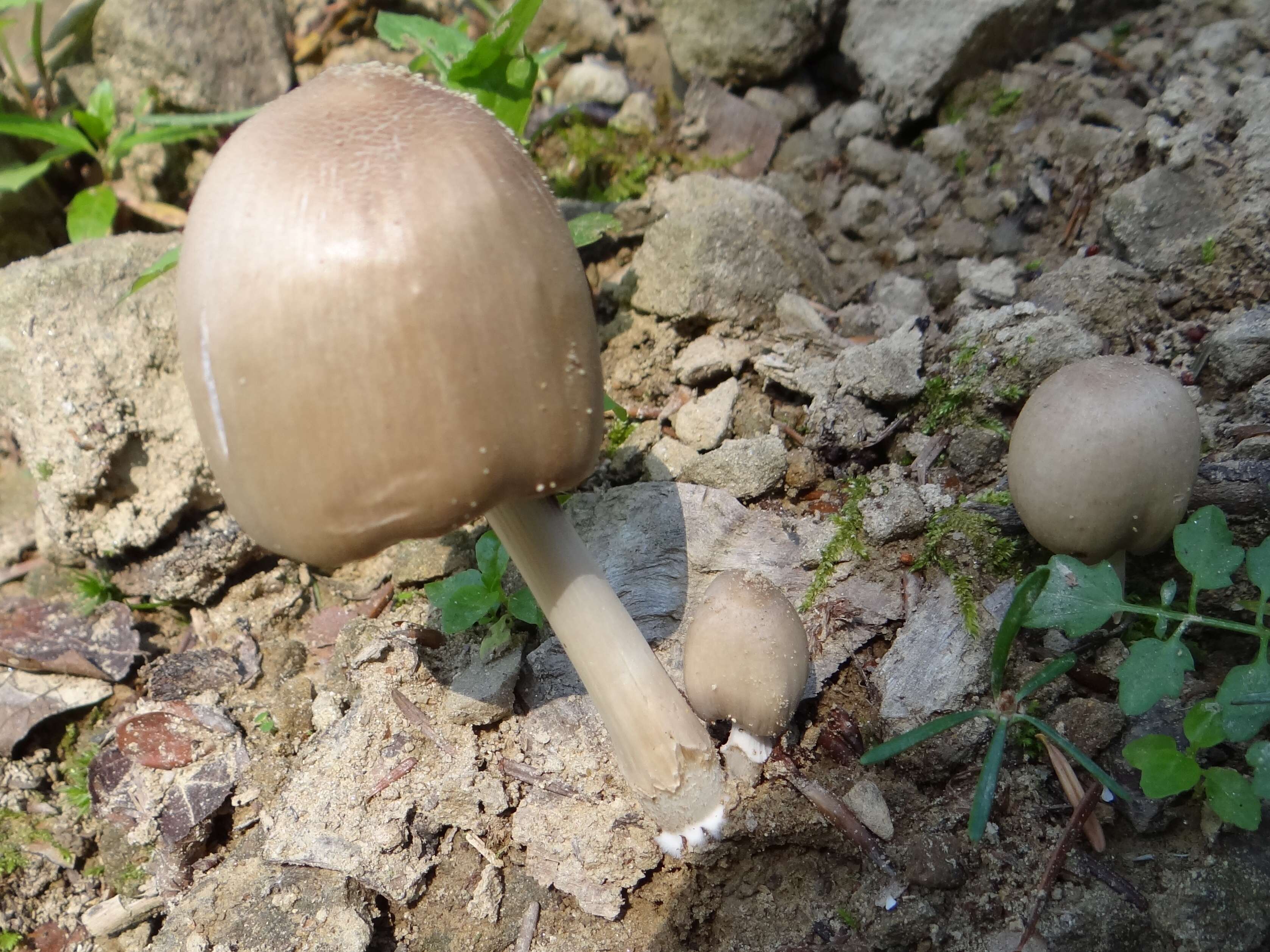 Coprinopsis atramentaria (Bull.) Redhead, Vilgalys & Moncalvo 2001 resmi