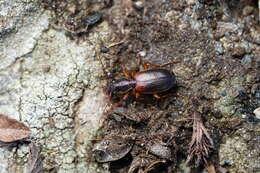 Image of Cymindis (Tarulus) vaporariorum (Linnaeus 1758)