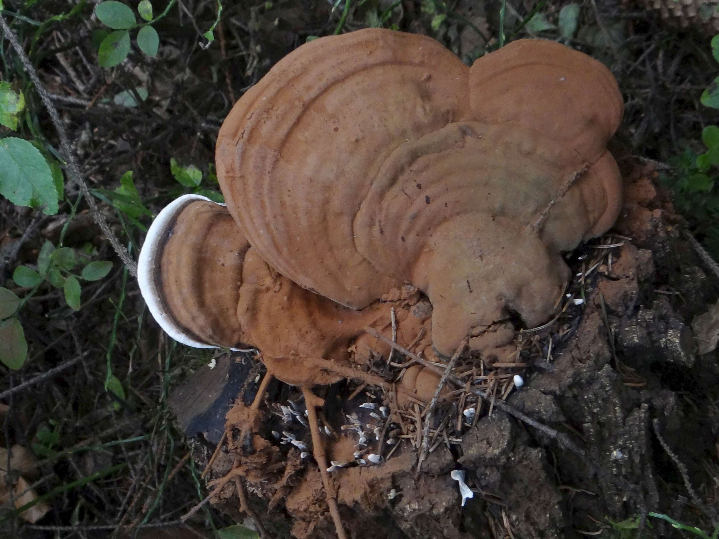 Image of Ganoderma applanatum