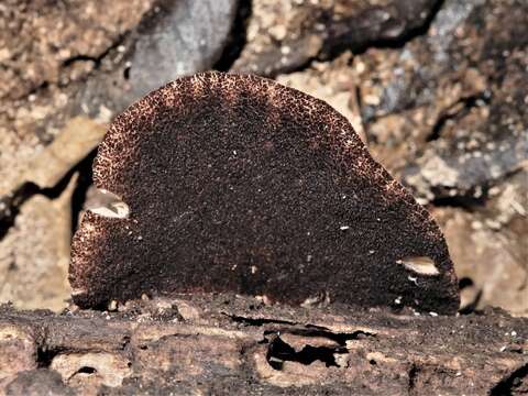 Image of <i>Crepidotus fuscovelutinus</i>