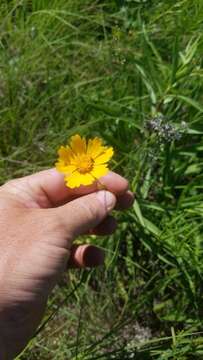 Image of largeflower tickseed