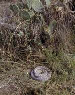 Image of Western Diamond-backed Rattlesnake