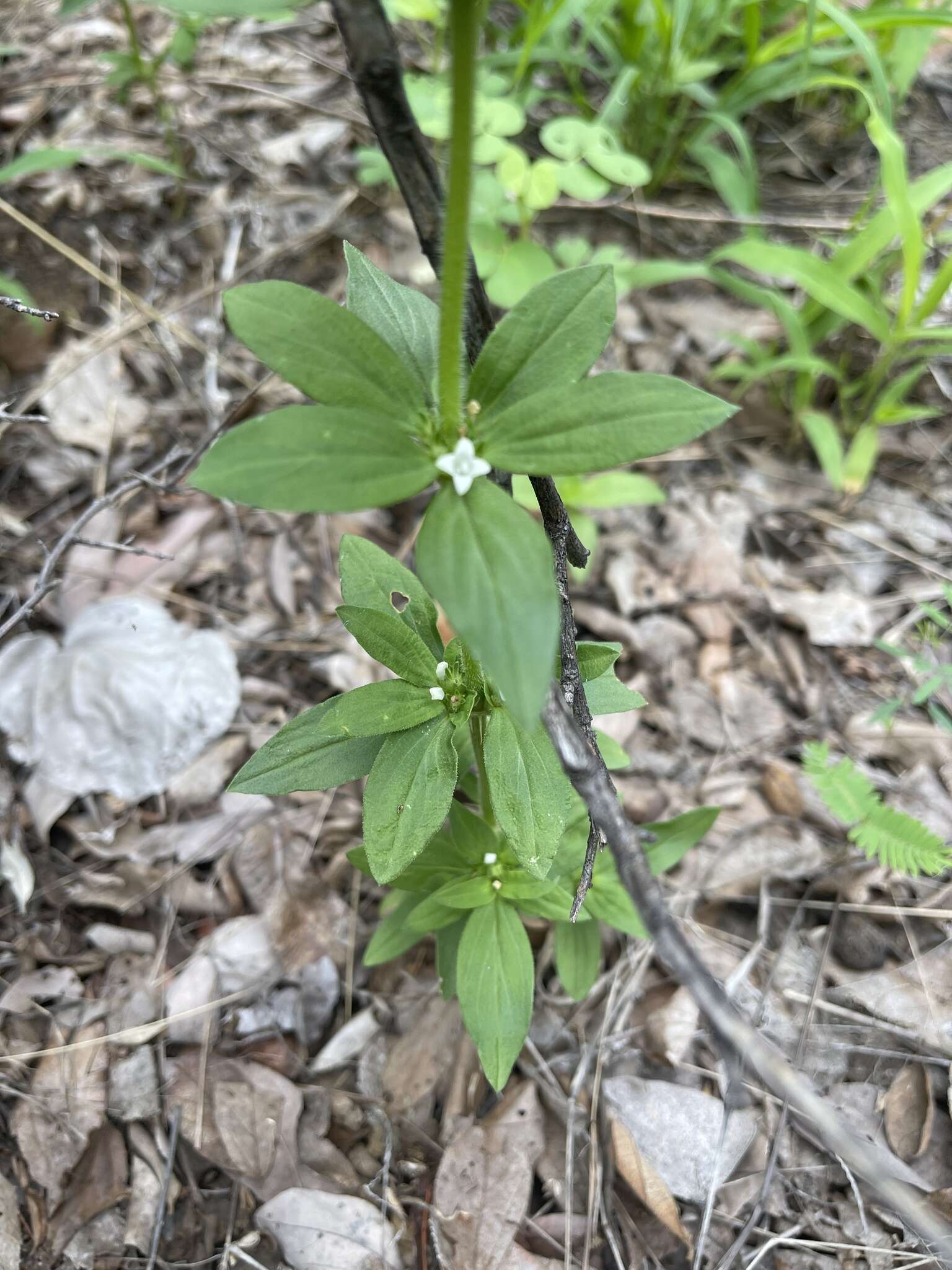 Image of Spermacoce senensis (Klotzsch) Hiern