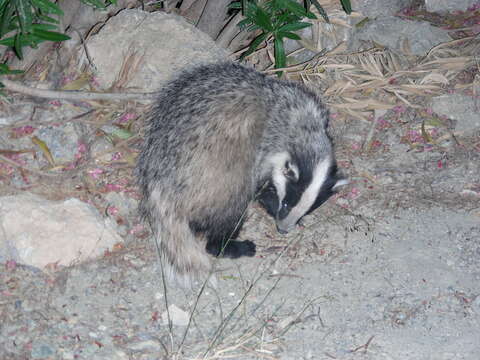 Image of badger