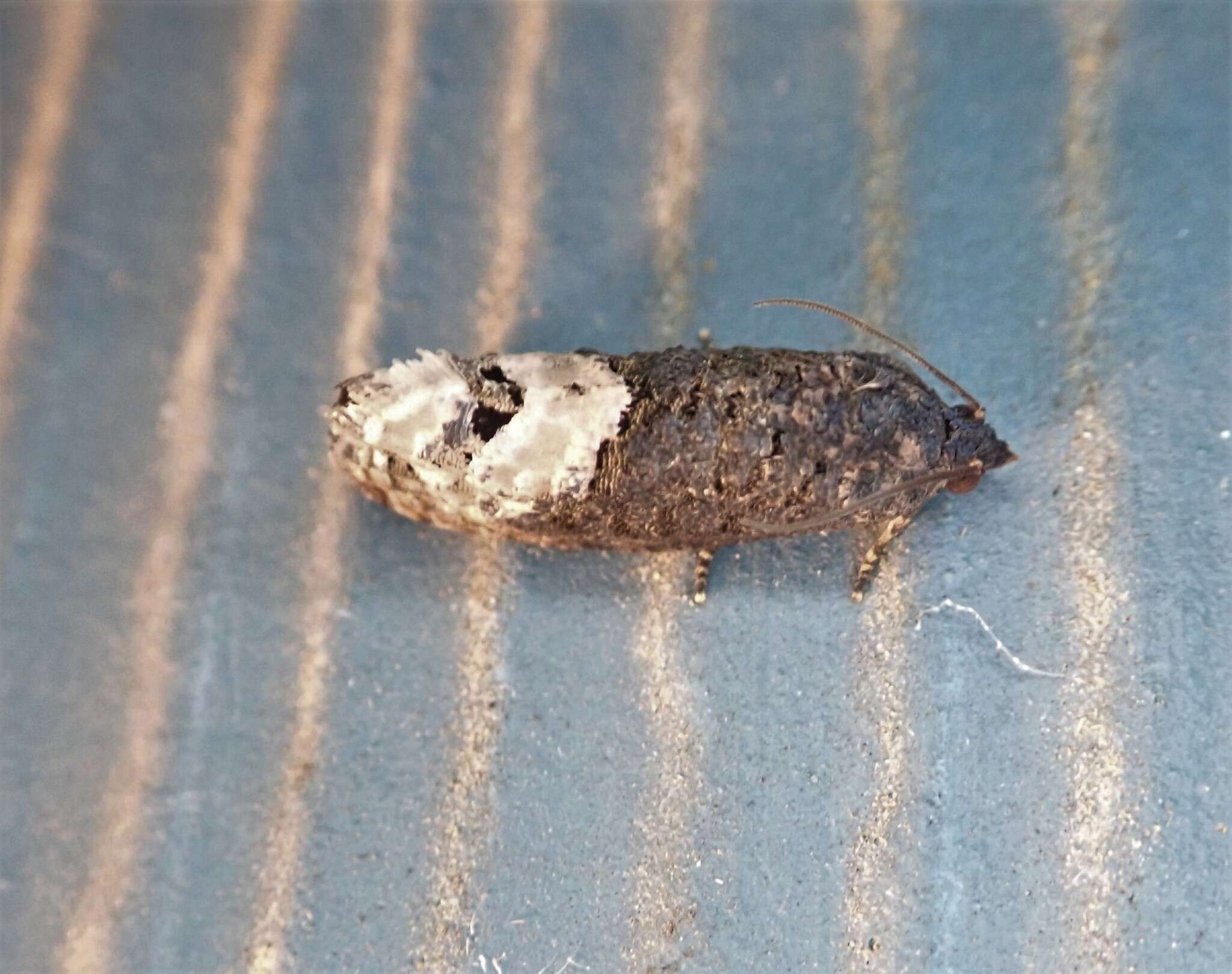 Image of Locust Twig Borer Moth