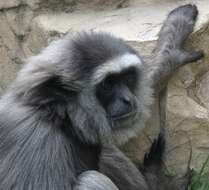 Image of Bornean Gibbon