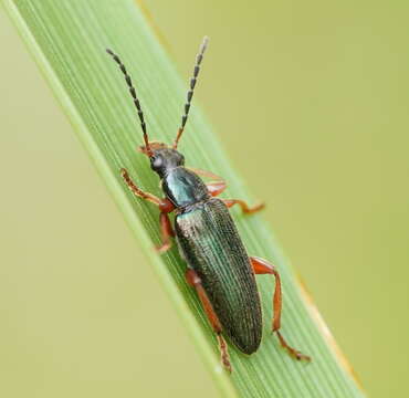 Image of Lepturidea