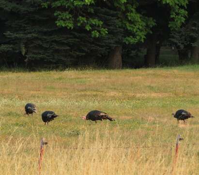 Imagem de Meleagris gallopavo Linnaeus 1758