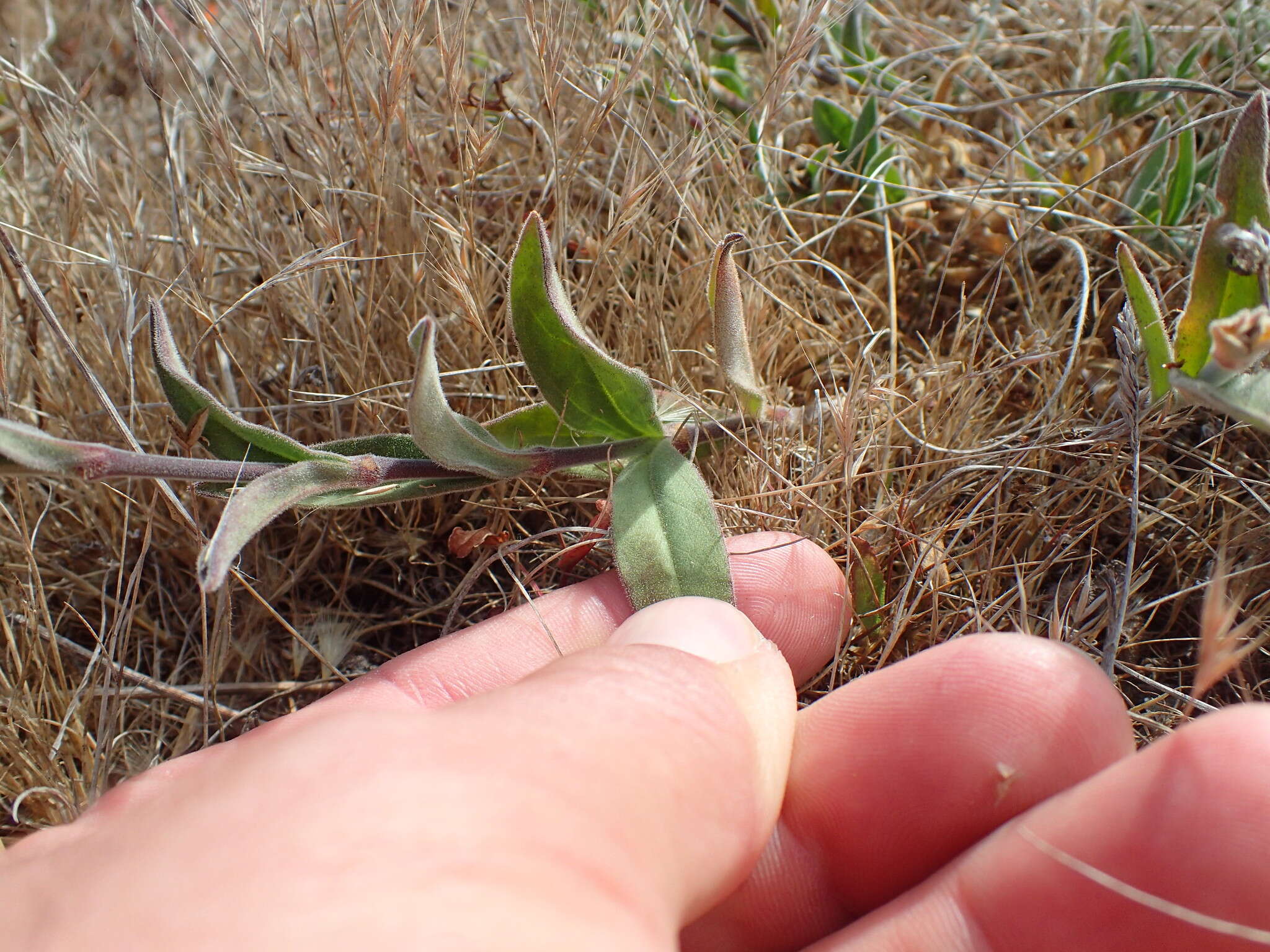 Image of simple campion