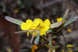 Image de Hibbertia subvaginata (Steudel) F. Müll.