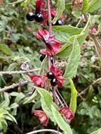 Image of twinberry honeysuckle