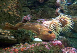 Image of Starry rockfish